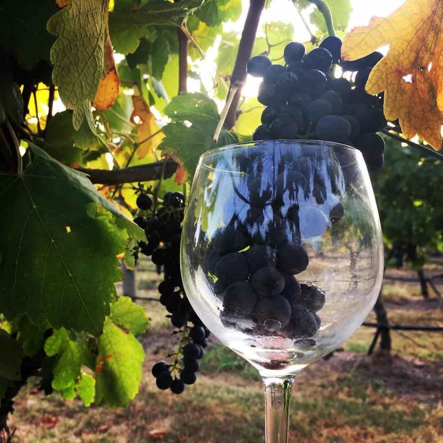 Tranquil Vale Vineyard Hotel Luskintyre Екстериор снимка